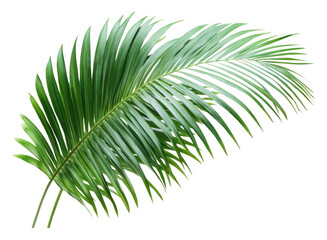 Obraz premium PNG Palm leaves leaf background isolated.