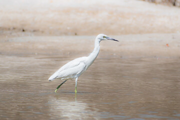 Juvenile little blue heron (Egretta caerulea) wading through water along a Florida beach against a natural blurry background of sand and mangrove roots
