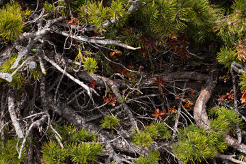 Close-up of twisted mountain pine branches with green needles in a subalpine forest