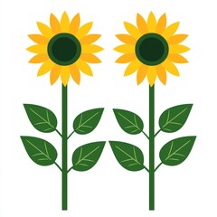 Fototapeta premium The image features two green sunflowers with leaves placed on a white backdrop