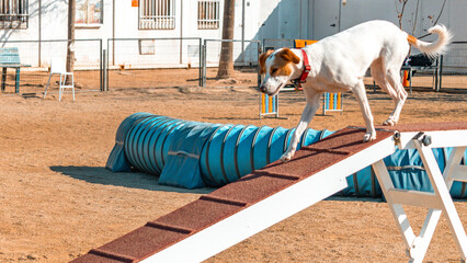 White and brown dog walking on a-frame in dog park agility training