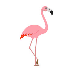 Flamingo: The Elegant Pink Wader