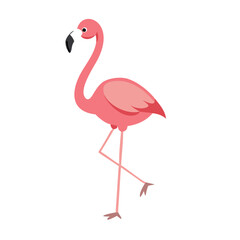 Flamingo: The Elegant Pink Wader