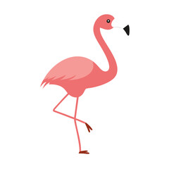 Flamingo: The Elegant Pink Wader