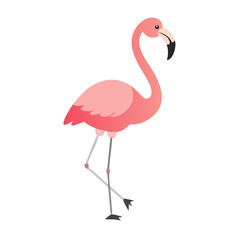 Flamingo: The Elegant Pink Wader
