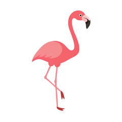 Flamingo: The Elegant Pink Wader