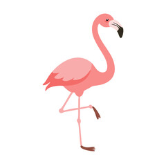 Flamingo: The Elegant Pink Wader