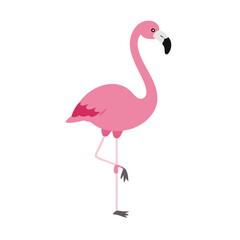 Flamingo: The Elegant Pink Wader
