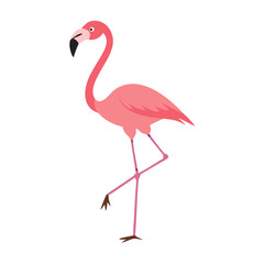 Flamingo: The Elegant Pink Wader