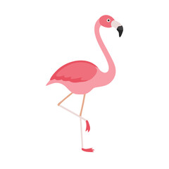 Flamingo: The Elegant Pink Wader