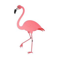 Flamingo: The Elegant Pink Wader