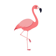 Flamingo: The Elegant Pink Wader