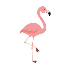 Flamingo: The Elegant Pink Wader