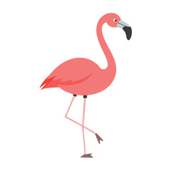 Flamingo: The Elegant Pink Wader