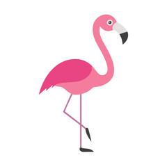 Flamingo: The Elegant Pink Wader