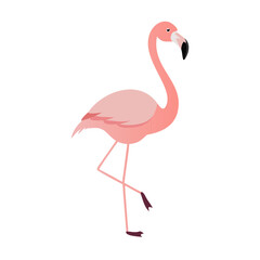 Flamingo: The Elegant Pink Wader