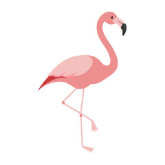 Flamingo: The Elegant Pink Wader