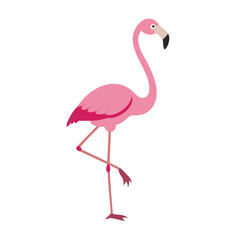 Flamingo: The Elegant Pink Wader