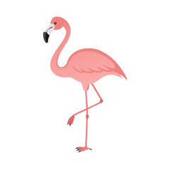 Flamingo: The Elegant Pink Wader