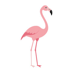 Flamingo: The Elegant Pink Wader