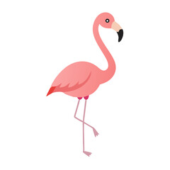 Flamingo: The Elegant Pink Wader