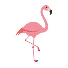 Flamingo: The Elegant Pink Wader