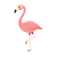 Flamingo: The Elegant Pink Wader