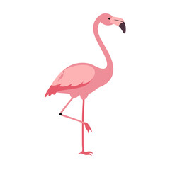 Flamingo: The Elegant Pink Wader