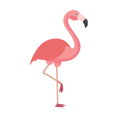 Flamingo: The Elegant Pink Wader