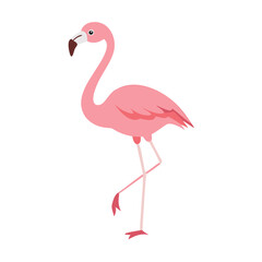 Flamingo: The Elegant Pink Wader