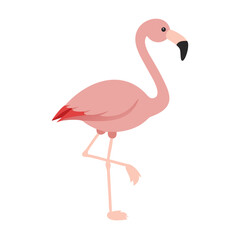 Flamingo: The Elegant Pink Wader