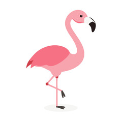 Flamingo: The Elegant Pink Wader