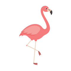 Flamingo: The Elegant Pink Wader