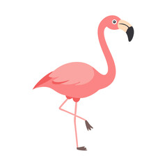 Flamingo: The Elegant Pink Wader