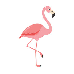 Flamingo: The Elegant Pink Wader