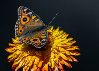 Butterfly on flower