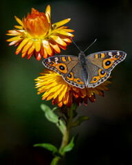 Butterfly on flower