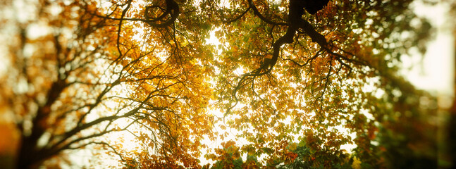 Panoramic low angle view of autumn trees, Volunteer Park, Capitol Hill, Seattle, King County, Washington State, USA.