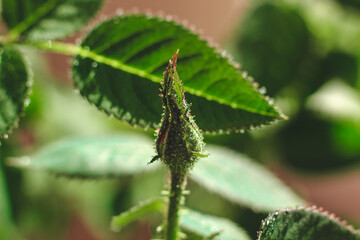 A close-up of a rosebud poised to bloom surrounded by vibrant green leaves, illuminated by soft morning light.