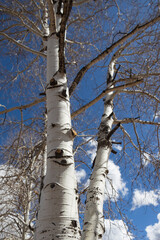 Aspen trees with blue sky and white clouds background