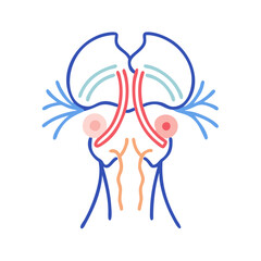 Colorful Vector Art of Human Brain Anatomy