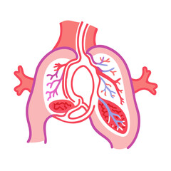 Human Lungs and Trachea Anatomy Vector Illustration