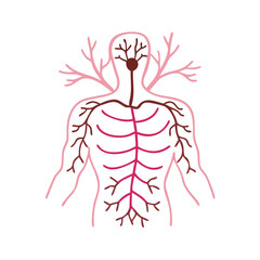 Stylized Human Vascular System Anatomy Illustration on Black Background