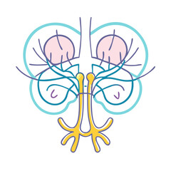 Stylized Brain Anatomy Illustration in Teal and Yellow Hues