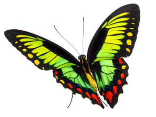Beautiful Richmond birdwing butterfly (Ornithoptera richmondia) isolated on white background. PNG File