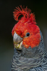 Gang Gang Cockatoo © Nick