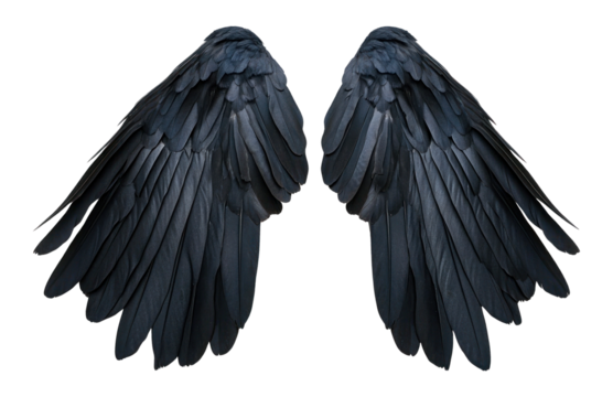 PNG Pair of black bird Wings wings decorative blackbird.