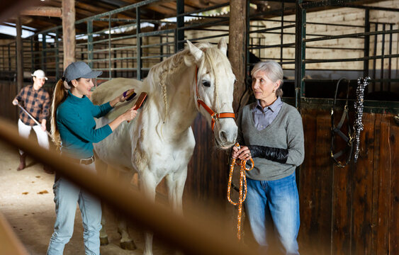 Experienced elderly female breeder holding white purebred horse by bridle while her adult daughter cleaning animal with brush in stable. Family horses farm..