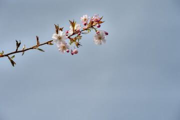 Ornemental cherry double flowers in spring against a blue sky, close up