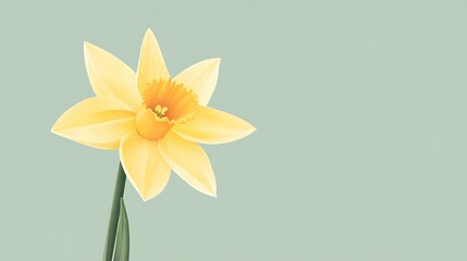 Fototapeta premium Yellow Daffodil Spring Flower.